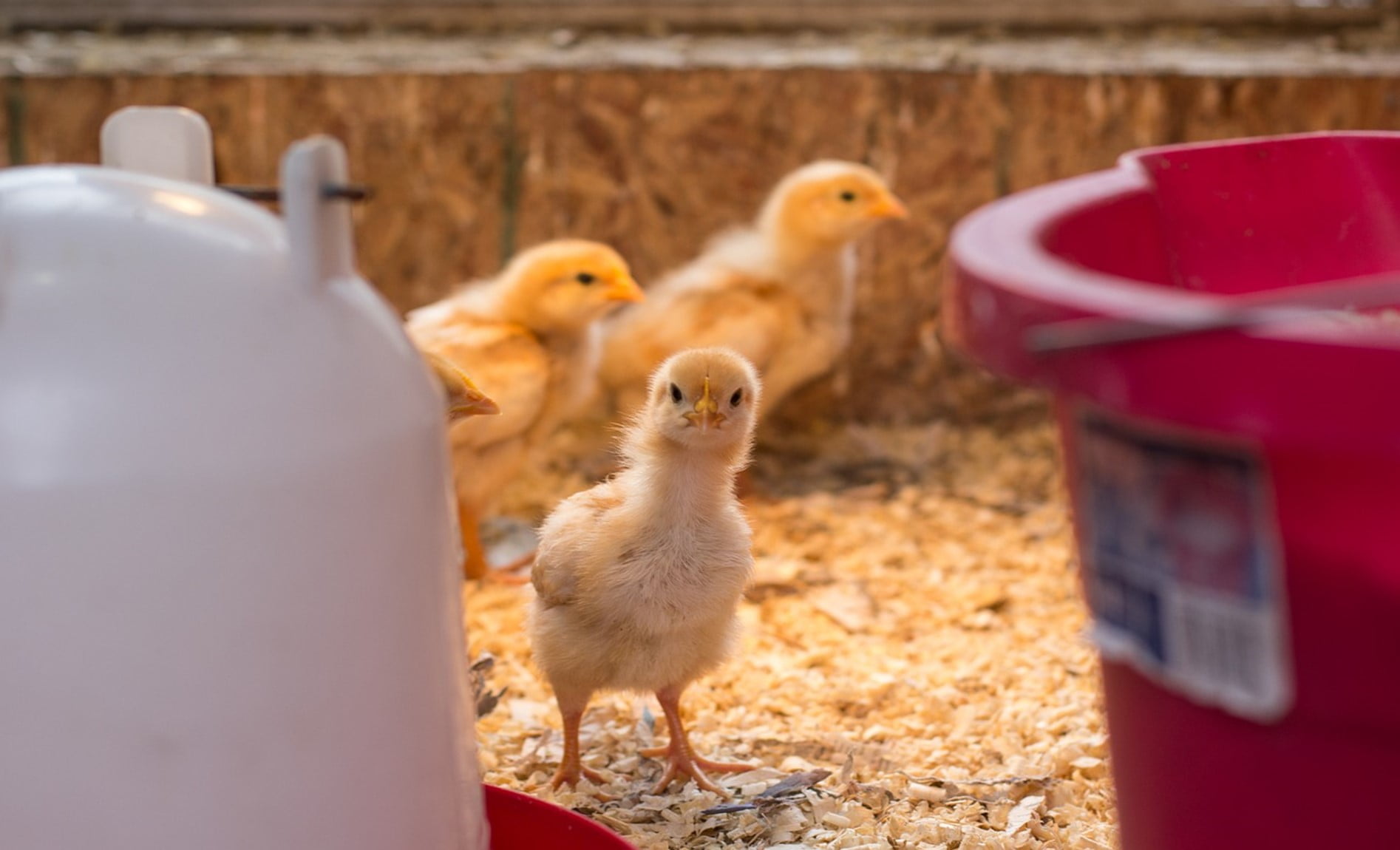 When To Move Chicks from Brooder to Chicken Coop - Organize With Sandy