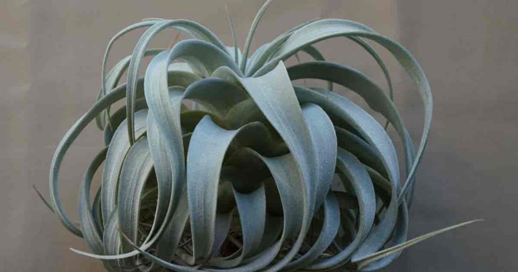 Xerographica