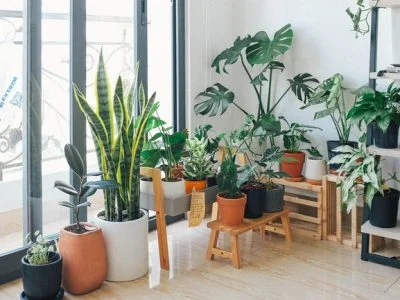 collection of plants in a room