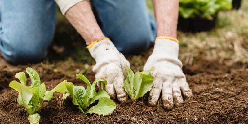 Free Crop unrecognizable gardener in gloves and jeans planting green plants into fertile soil while working in garden on summer day Stock Photo