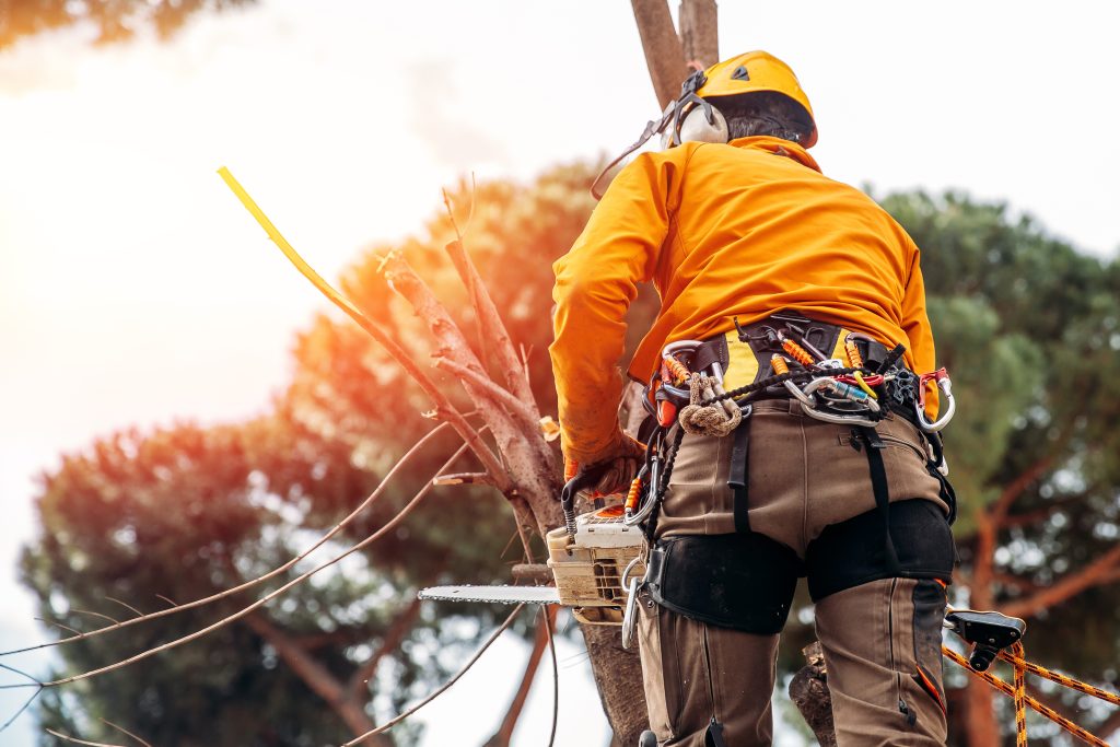 Top 5 Tree Climbing Mistakes To Avoid When Using Chainsaw - Organize ...