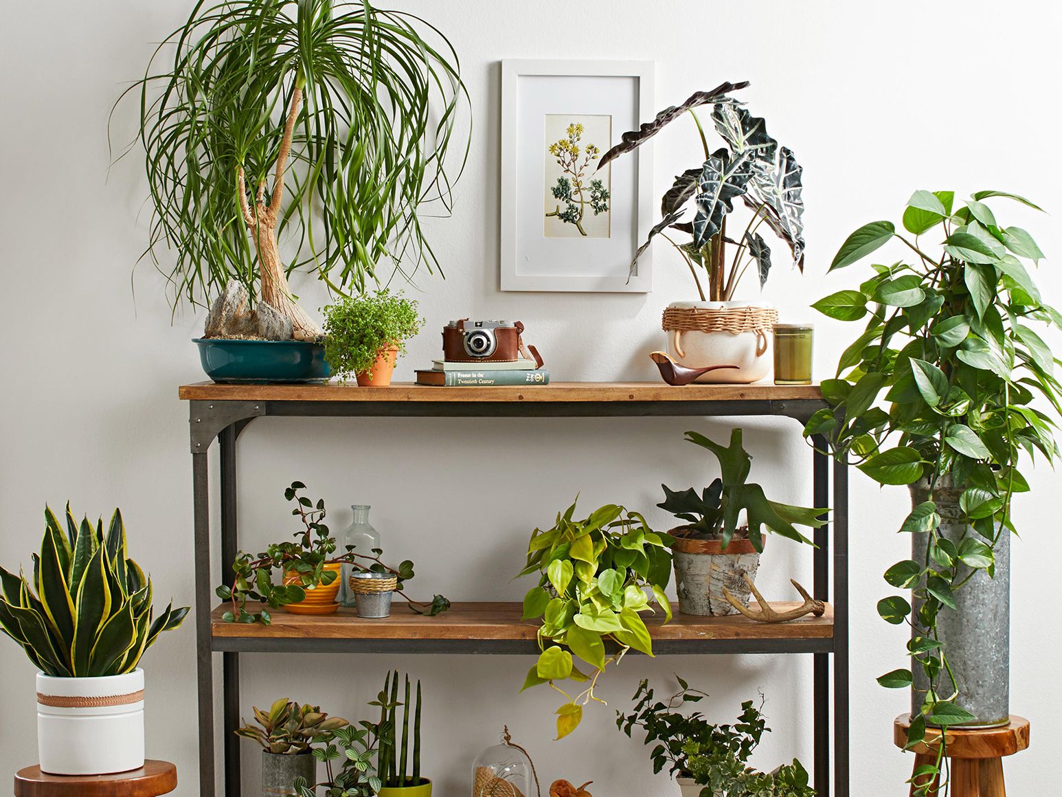 7 Ways to Display House Plants - Organize With Sandy