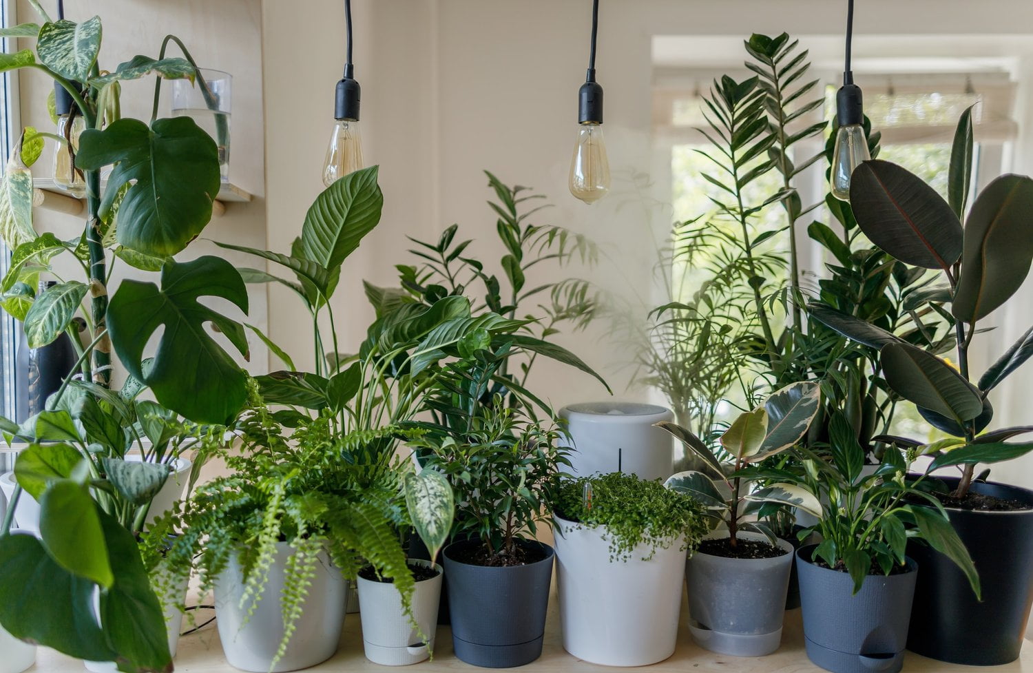7 NonToxic Houseplants for Your Home Organize With Sandy