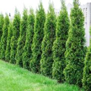 Top Tree Choices for Backyard Privacy