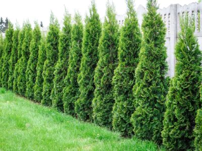 Top Tree Choices for Backyard Privacy