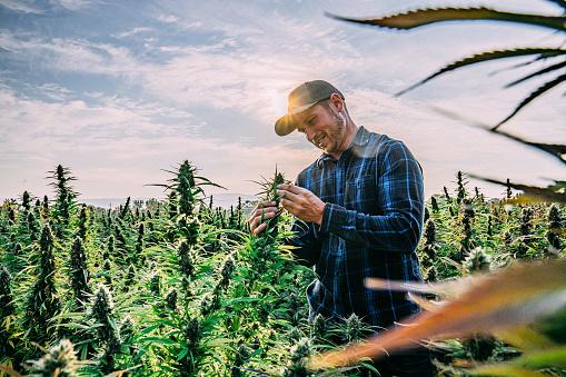 https://media.istockphoto.com/id/1279487279/photo/farmer-inspects-his-mature-herbal-cannabis-plants-at-a-cbd-oil-hemp-marijuana-farm-in-colorado.jpg?b=1&s=170667a&w=0&k=20&c=JjnF_zIpDFwcjThXD00lbIn9dv3FCMtVhEhzuhCwllM=