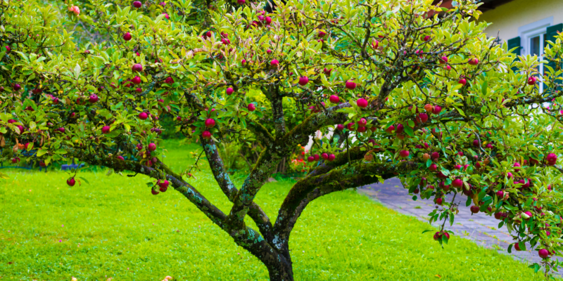 5 Beautiful Fruit Trees You Can Grow in Your Backyard