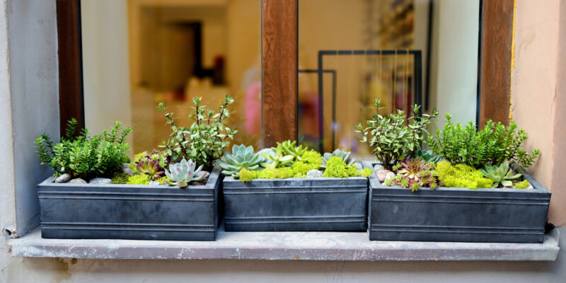 A 7-Step Guide For Building A Window Box Garden