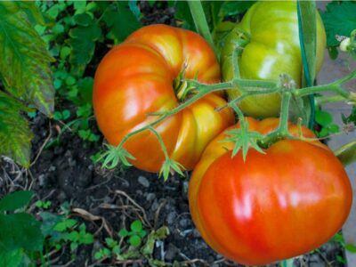 The Best Tomato Varieties for Canning