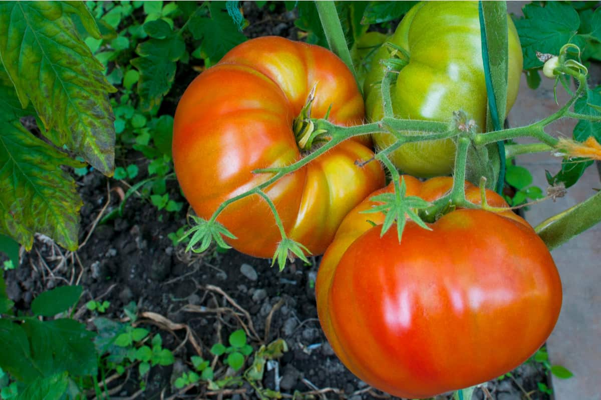 The Best Tomato Varieties for Canning - Organize With Sandy