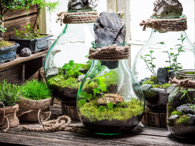 Does a terrarium need to breathe?