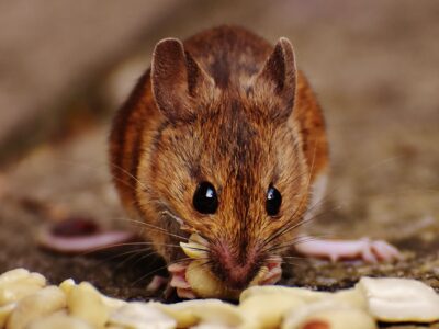 Rodent-Proofing Your Home: Essential Steps for a Pest-Free Environment