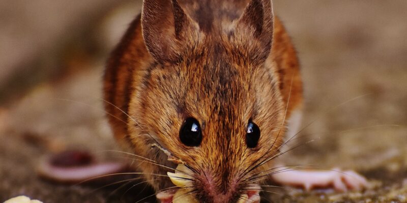 Rodent-Proofing Your Home: Essential Steps for a Pest-Free Environment