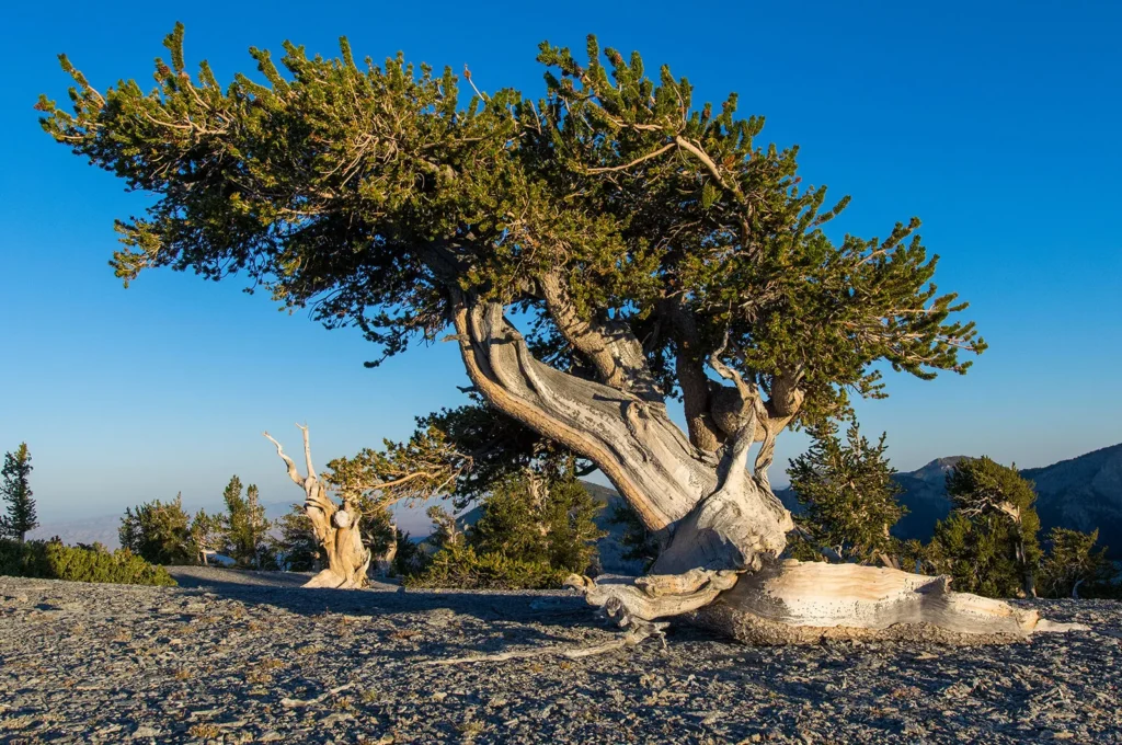 Bristlecone Pine tree majestically stands on a rocky hill,