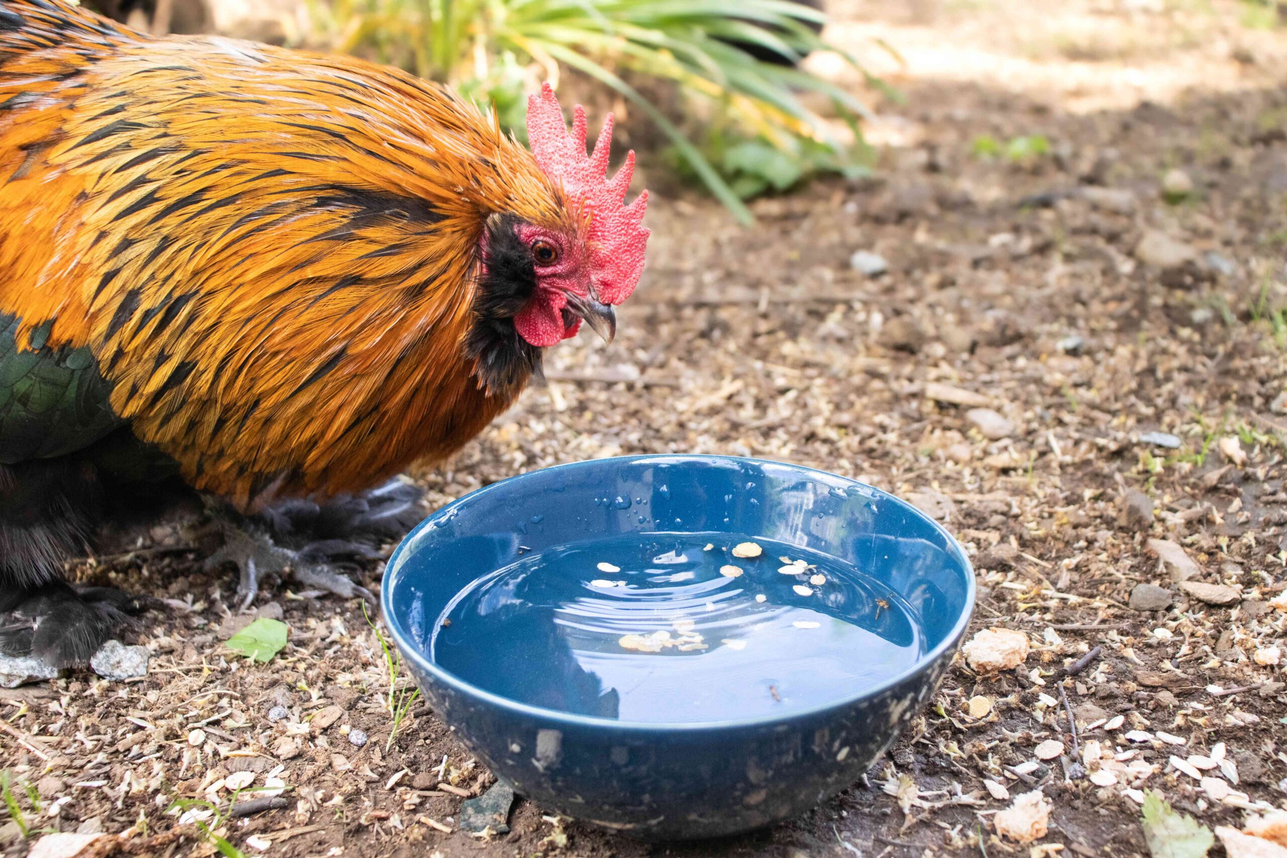 A rooster drinking from a bowl of water