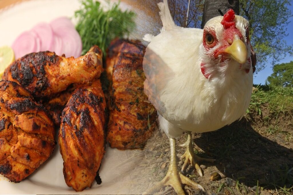 A chicken stands beside a plate of food, representing the global love for this beloved poultry