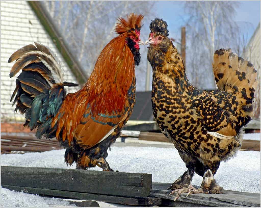Two roosters on a snowy wooden platform