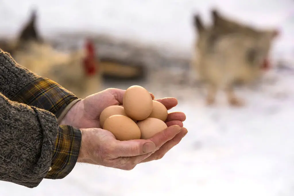 A man holding eggs in front of a chicken