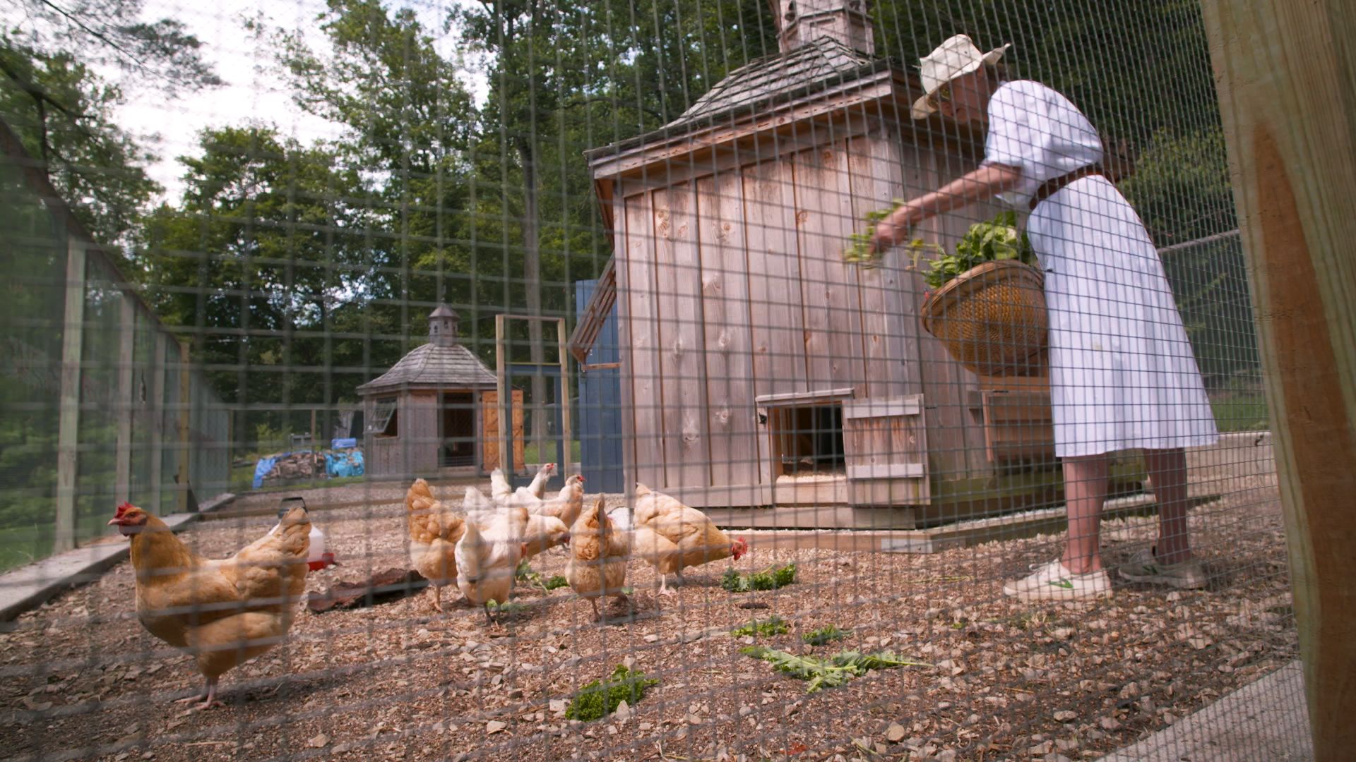 A woman in a white dress feeding chickens in a cage