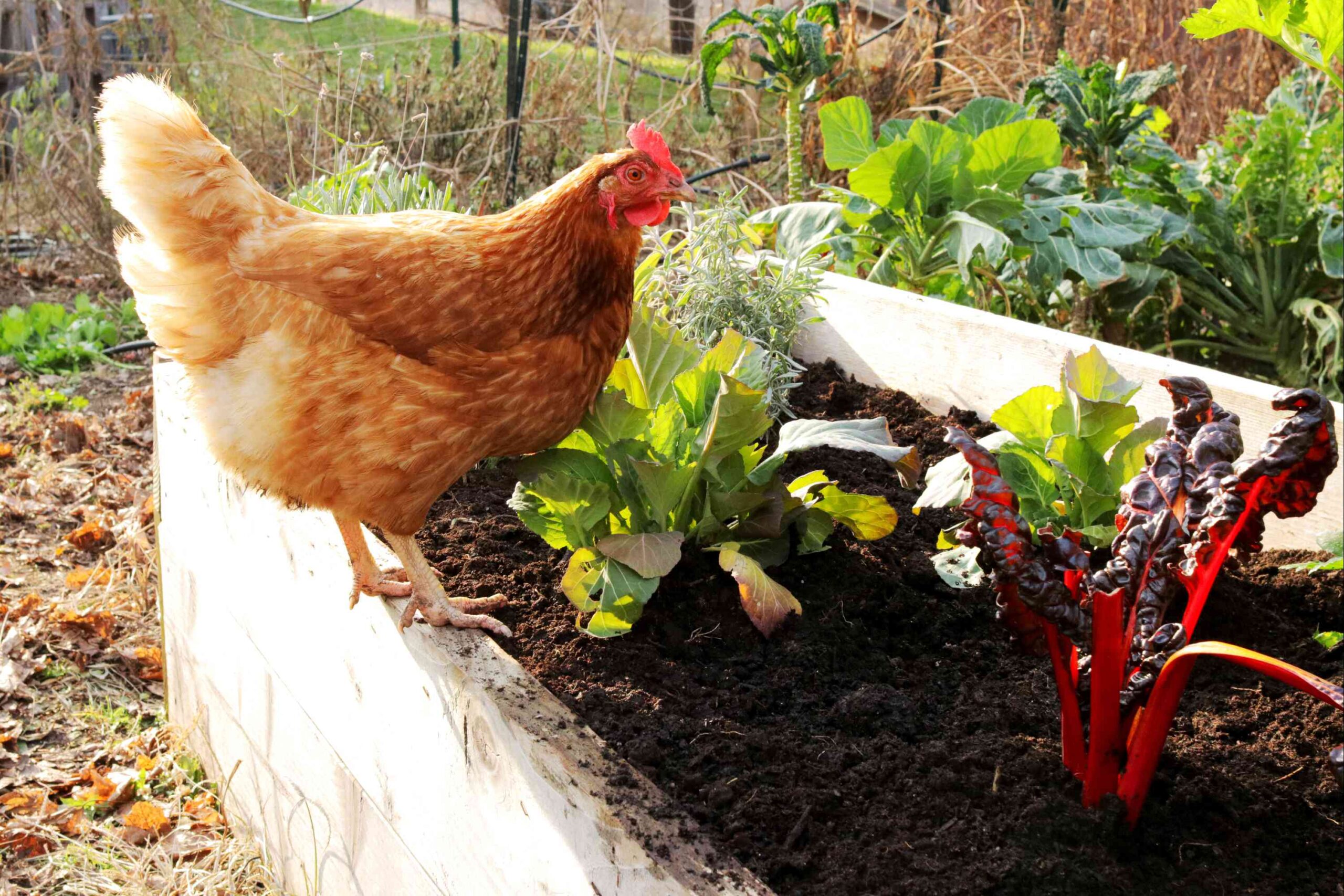 A chicken perched on a plant-filled raised bed
