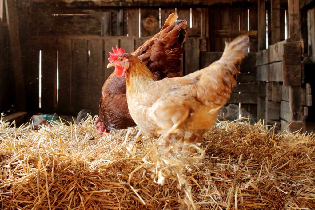  A rustic barn houses a lively group of chickens