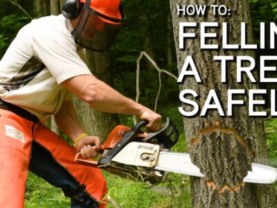 A safe method of tree felling with a chainsaw
