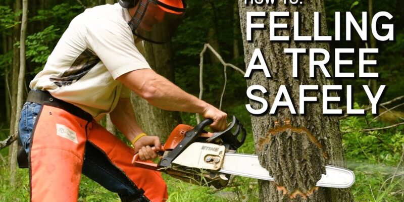 A safe method of tree felling with a chainsaw