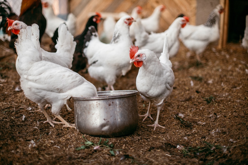 Chickens drinking from a metal bucket