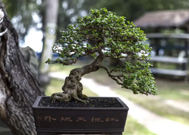 Japanese bonsai tree in a pot on a wooden table