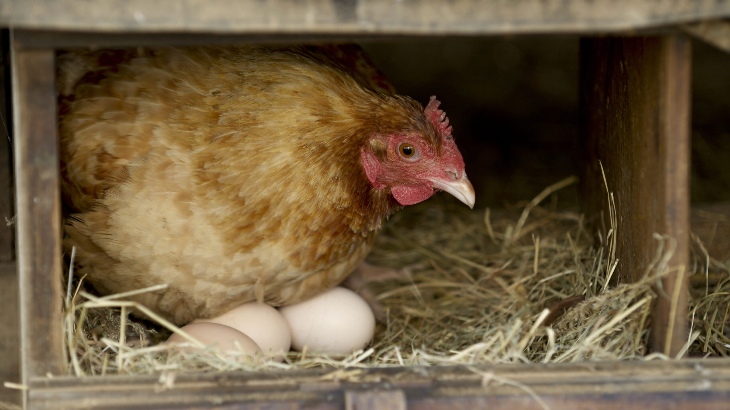 A chicken laying eggs in a box, surrounded by light