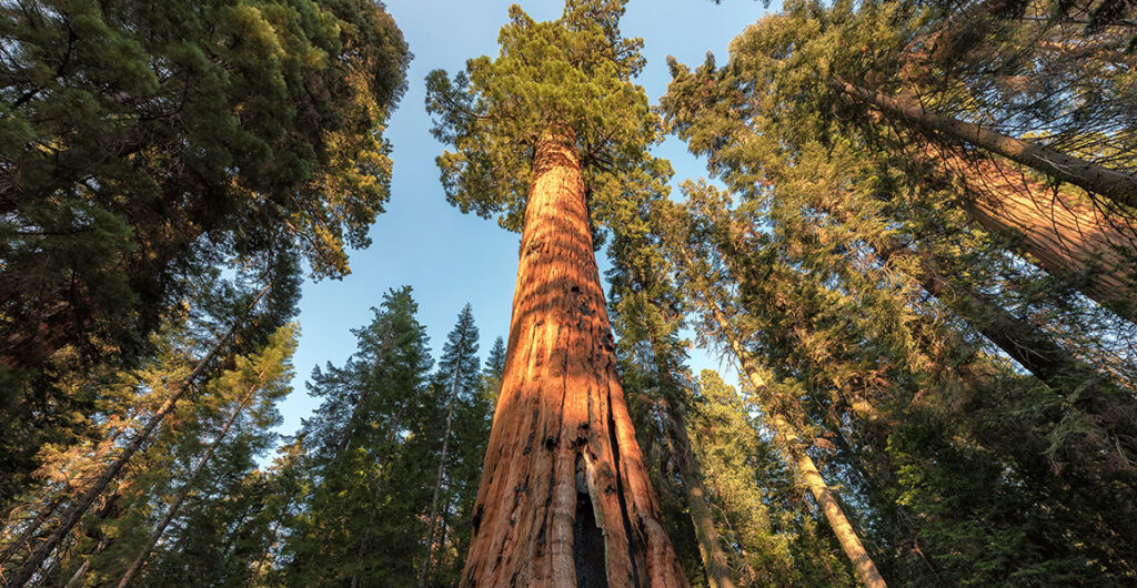 A majestic giant sequoia tree standing tall in Yosemite National Park