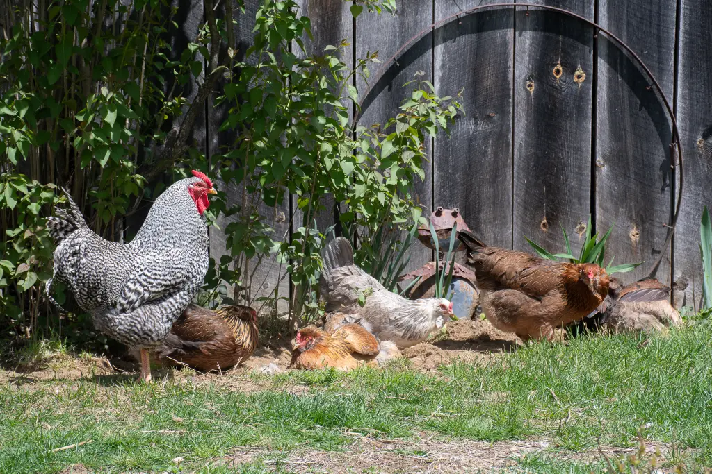 Chickens in a yard near a wooden fence