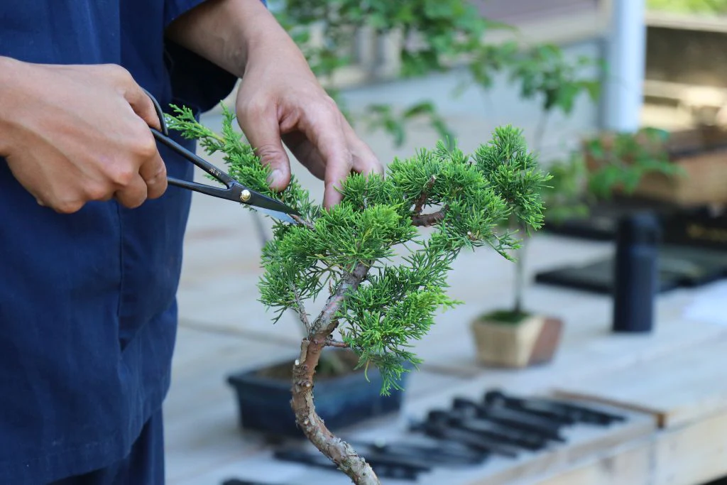 person carefully trims a bonsai tree with scissors