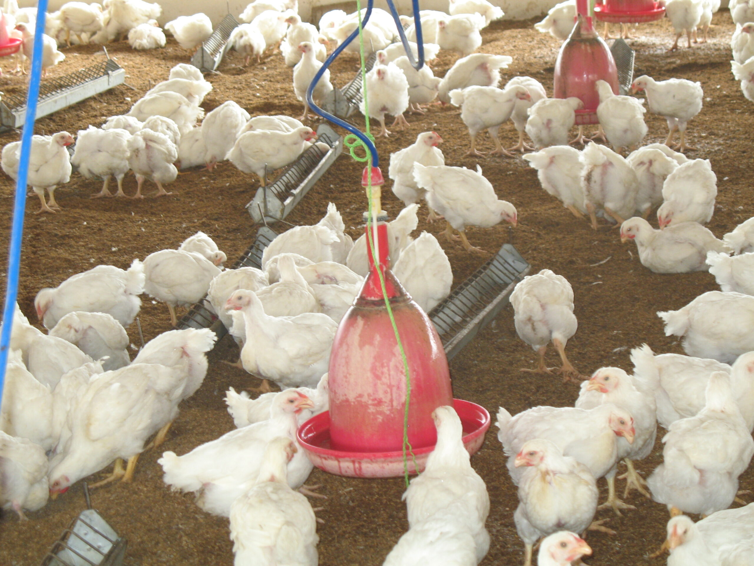 A group of chickens in a pen following the Deep Litter Method requirements