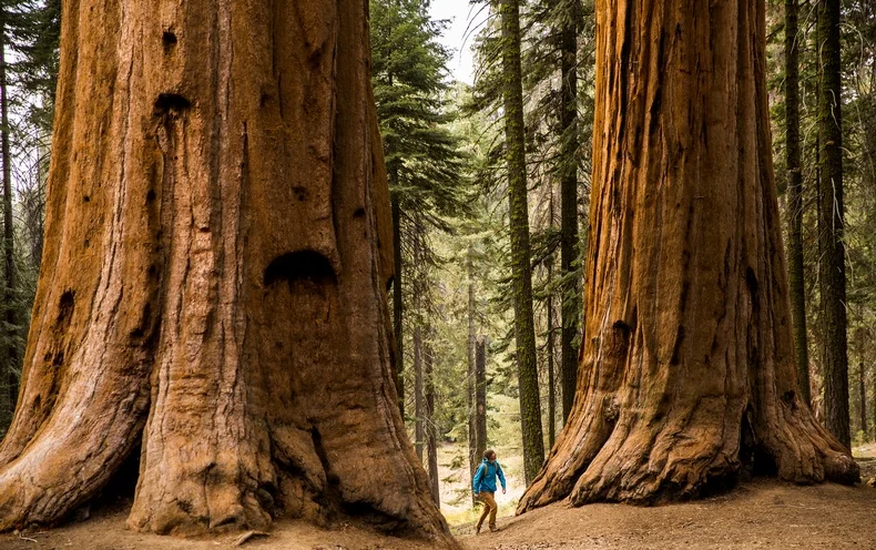 A person standing in front of two towering Sequoia trees