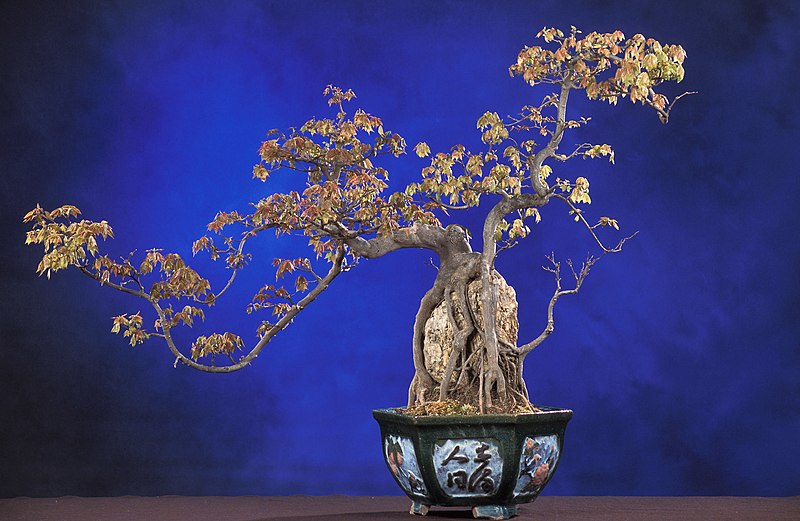 A table adorned with a bonsai tree in a pot