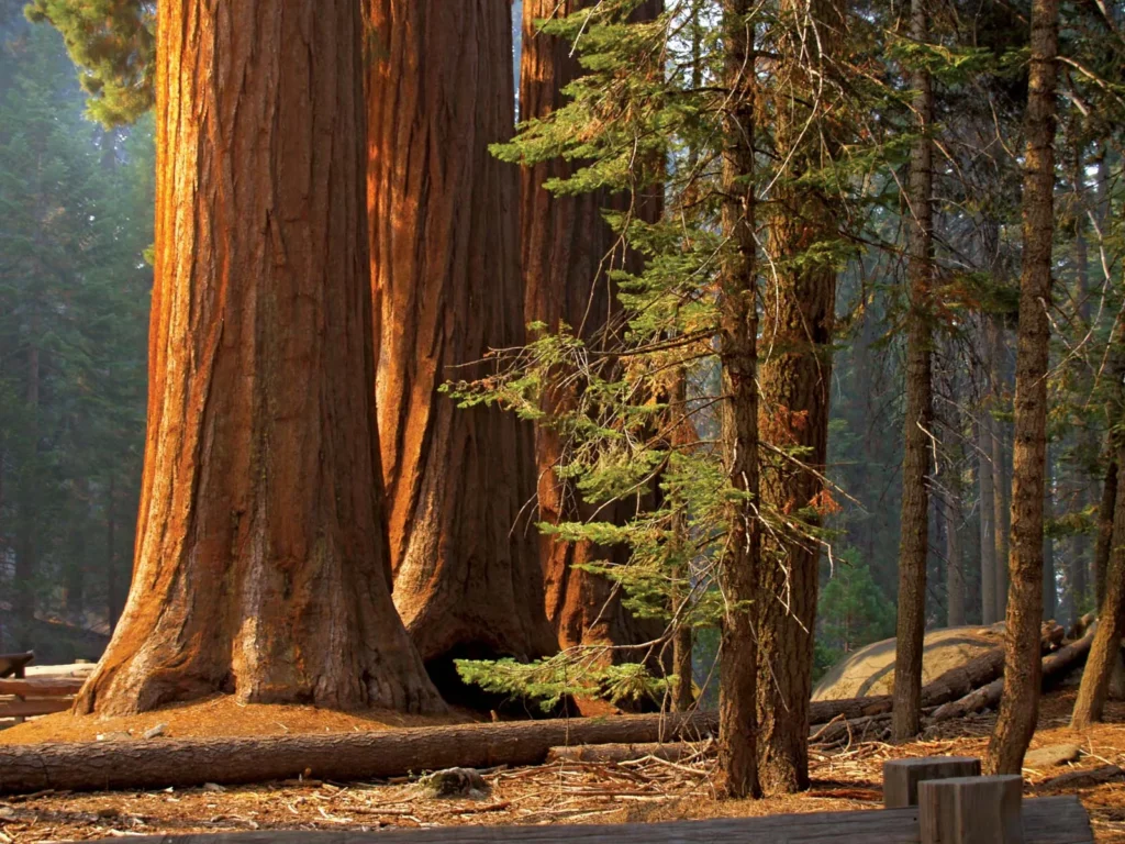 A bench beneath a majestic Giant Sequoia tree