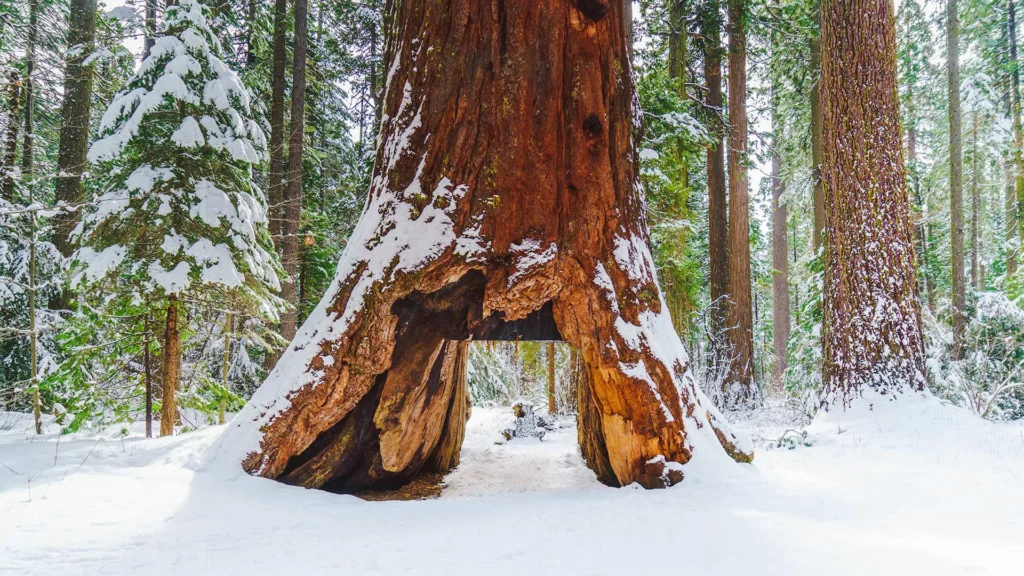 A snow-covered forest with a magnificent sequoia tree
