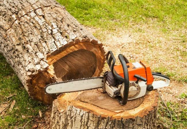 A chainsaw effectively cuts a tree stump during the process of tree-felling.