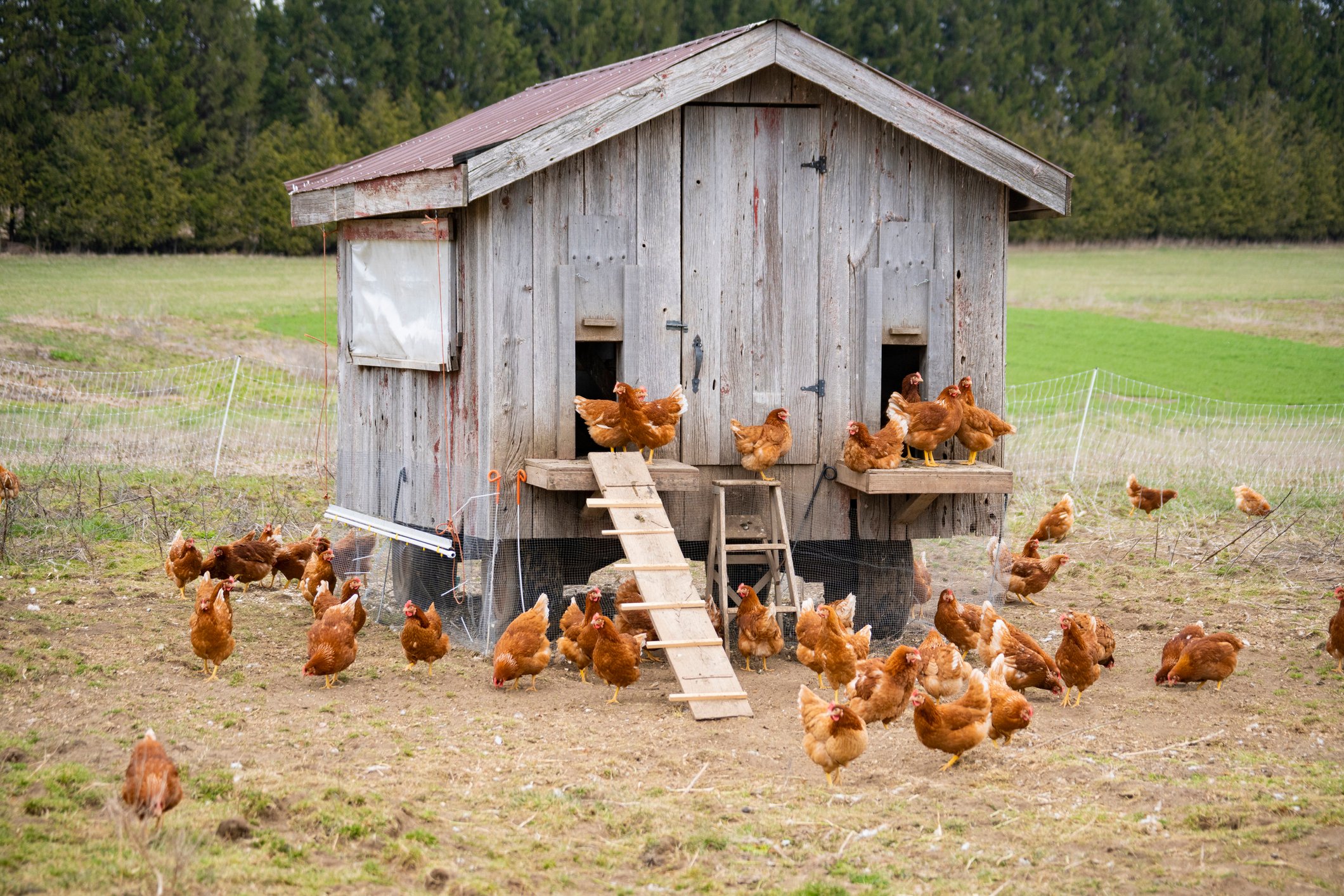 Several chickens standing near a wooden house