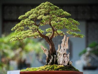 What Do Bonsai Trees Represent?