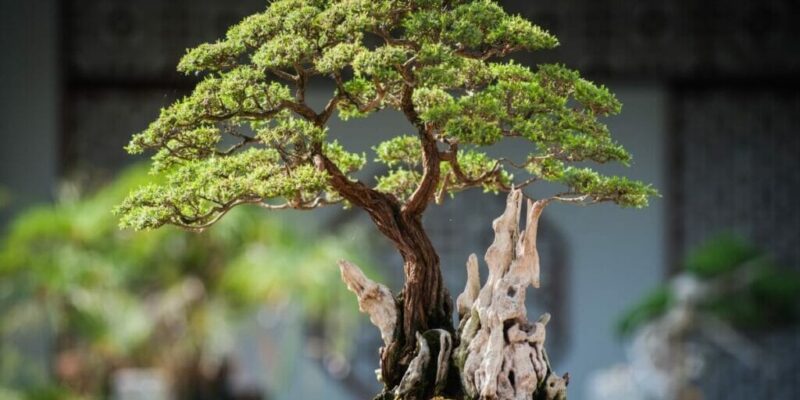 What Do Bonsai Trees Represent?