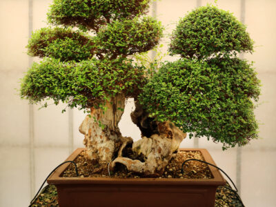 A bonsai tree symbolizes harmony