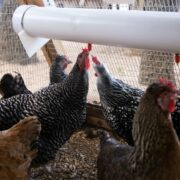 A chicken pen with a white tube - an efficient way to house chickens