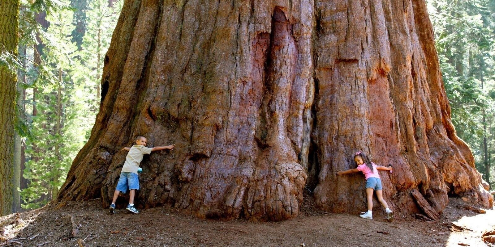 Which Tree is Most Expensive in The World? Organize With Sandy