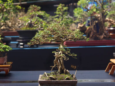 Bonsai trees showcased in a display case