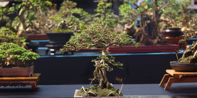Bonsai trees showcased in a display case