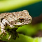 Are Gray Tree Frogs Poisonous