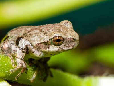 Are Gray Tree Frogs Poisonous