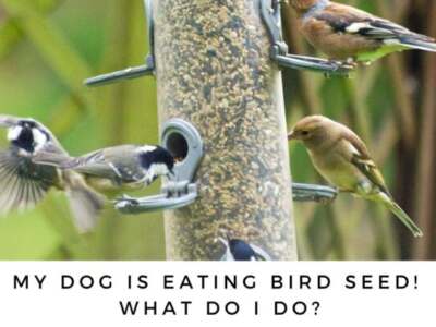 Can Bird Seed Kill a Dog